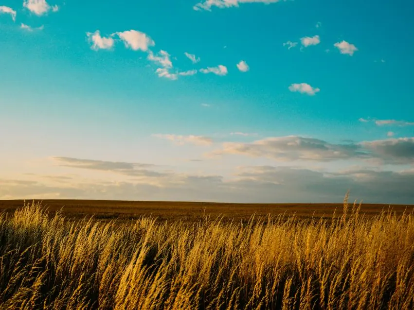 Golden prairie grass under a wide blue sky